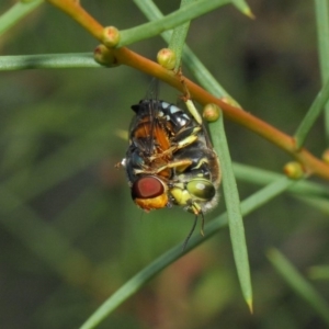 Bembix sp. (genus) at Hackett, ACT - 23 Dec 2018 12:30 PM