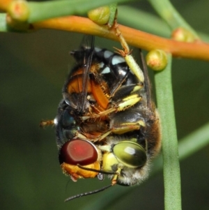 Bembix sp. (genus) at Hackett, ACT - 23 Dec 2018