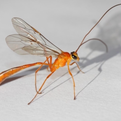 Enicospilus sp. (genus) (An ichneumon wasp) at Evatt, ACT - 25 Dec 2018 by TimL