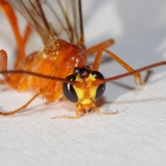 Enicospilus sp. (genus) at Evatt, ACT - 26 Dec 2018 07:20 AM