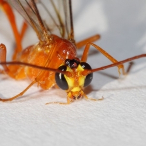 Enicospilus sp. (genus) at Evatt, ACT - 26 Dec 2018