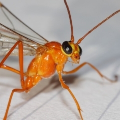 Enicospilus sp. (genus) at Evatt, ACT - 26 Dec 2018