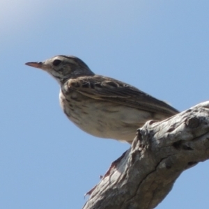 Anthus australis at Kambah, ACT - 26 Dec 2018 05:10 PM