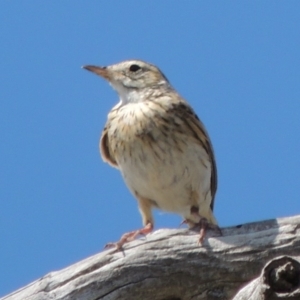 Anthus australis at Kambah, ACT - 26 Dec 2018 05:10 PM