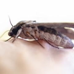 Psilogramma casuarinae (Privet Hawk Moth) at Gungahlin, ACT - 22 Dec 2018 by Esmerelda