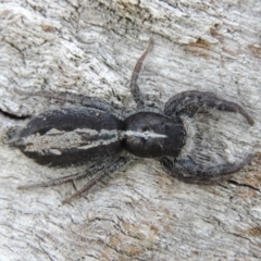 Ocrisiona leucocomis (White-flecked Crevice-dweller) at Tuggeranong DC, ACT - 26 Dec 2018 by michaelb