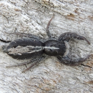 Ocrisiona leucocomis at Tuggeranong DC, ACT - 26 Dec 2018