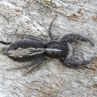 Ocrisiona leucocomis (White-flecked Crevice-dweller) at Urambi Hills - 26 Dec 2018 by michaelb