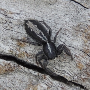 Ocrisiona leucocomis at Tuggeranong DC, ACT - 26 Dec 2018