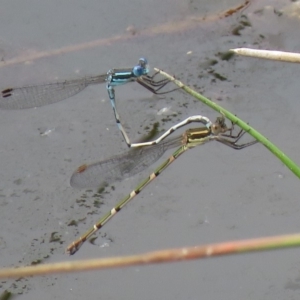 Austrolestes leda at Googong, NSW - 30 Dec 2018