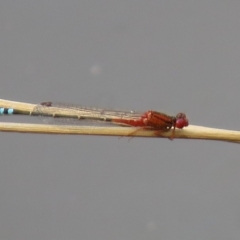 Xanthagrion erythroneurum (Red & Blue Damsel) at Googong, NSW - 29 Dec 2018 by SandraH