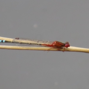 Xanthagrion erythroneurum at Googong, NSW - 30 Dec 2018