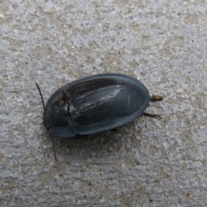 Pterohelaeus piceus at Googong, NSW - 30 Dec 2018