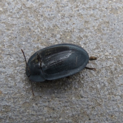 Pterohelaeus piceus (Pie-dish beetle) at Googong, NSW - 29 Dec 2018 by SandraH