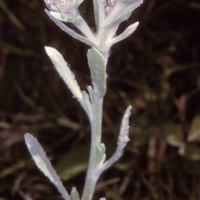Vellereophyton dealbatum (White Cudweed) at Pambula, NSW - 20 Oct 1996 by BettyDonWood