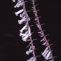 Epacris impressa (Common Heath) at Nadgee, NSW - 12 Apr 1997 by BettyDonWood