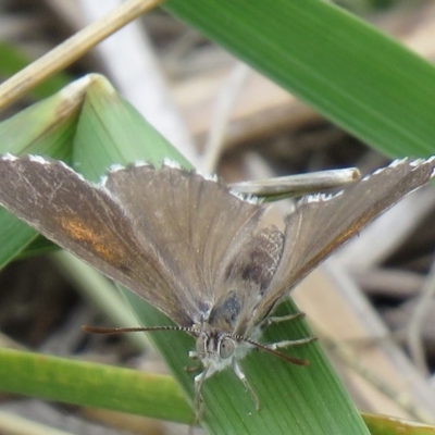 Lucia limbaria (Chequered Copper) at Googong, NSW - 29 Dec 2018 by SandraH