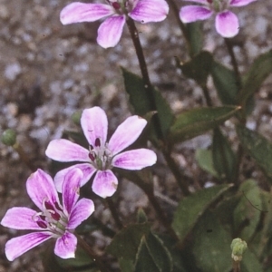 Schelhammera undulata at Biamanga National Park - 10 Dec 1996