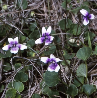 Viola hederacea (Ivy-leaved Violet) at Biamanga National Park - 10 Dec 1996 by BettyDonWood