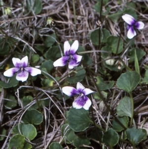 Viola hederacea at Biamanga National Park - 10 Dec 1996