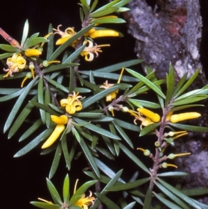 Persoonia linearis at Biamanga National Park - 10 Apr 1997