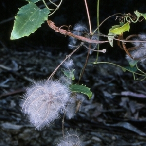 Clematis aristata at Mumbulla State Forest - 11 Apr 1997 12:00 AM