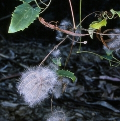 Clematis aristata (Mountain Clematis) at Mumbulla State Forest - 10 Apr 1997 by BettyDonWood