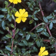 Hibbertia empetrifolia subsp. empetrifolia at Nadgee, NSW - 12 Apr 1997 by BettyDonWood
