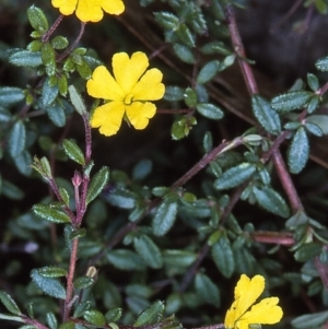 Hibbertia empetrifolia subsp. empetrifolia at Nadgee, NSW - 12 Apr 1997