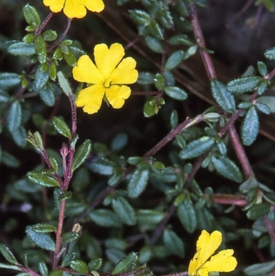 Hibbertia empetrifolia subsp. empetrifolia at Nadgee, NSW - 12 Apr 1997 by BettyDonWood