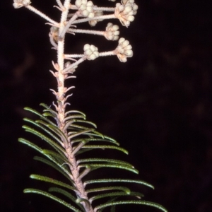 Astrotricha sp. Wallagaraugh (R.O.Makinson 1228) NSW Herbarium at undefined - suppressed