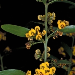 Daviesia mimosoides subsp. mimosoides at Bournda Nature Reserve - 21 Oct 1996 by BettyDonWood