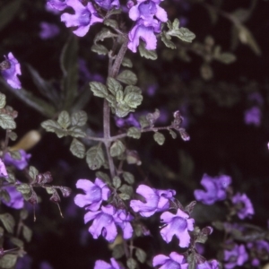 Prostanthera incana at undefined - 20 Oct 1996 12:00 AM