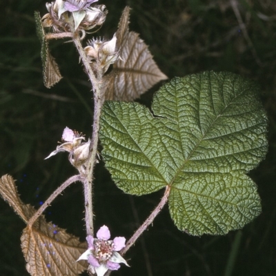 Rubus moluccanus var. trilobus (Molucca Bramble) at Eden, NSW - 9 Dec 1996 by BettyDonWood