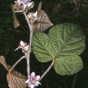 Rubus moluccanus var. trilobus at undefined - 9 Dec 1996