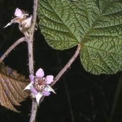 Rubus moluccanus var. trilobus at undefined - 9 Dec 1996 12:00 AM