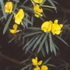 Pultenaea blakelyi (Blakely's Bush-pea) at Bournda Nature Reserve - 21 Oct 1996 by BettyDonWood