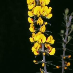 Aotus ericoides at Broadwater State Forest - 21 Oct 1996 12:00 AM