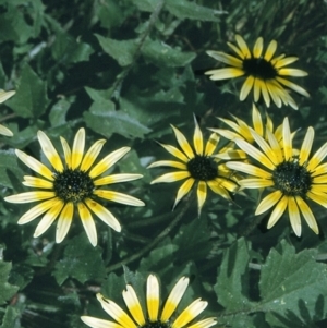 Arctotheca calendula at Nullica State Forest - 21 Oct 1996