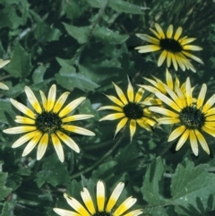 Arctotheca calendula (Capeweed, Cape Dandelion) at Nullica State Forest - 20 Oct 1996 by BettyDonWood