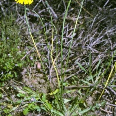 Hypochaeris radicata (Cat's Ear, Flatweed) at Nullica State Forest - 21 Oct 1996 by BettyDonWood