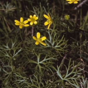 Ranunculus inundatus at Nullica State Forest - 21 Oct 1996