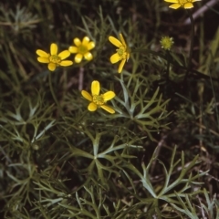 Ranunculus inundatus (River Buttercup) at Nullica State Forest - 20 Oct 1996 by BettyDonWood