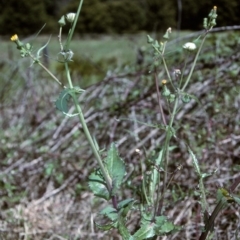Sonchus asper (Prickly Sowthistle) at Nullica State Forest - 20 Oct 1996 by BettyDonWood