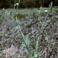 Sonchus asper (Prickly Sowthistle) at Nullica State Forest - 21 Oct 1996 by BettyDonWood