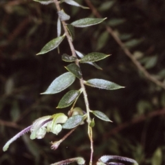 Grevillea mucronulata at Merimbula, NSW - 20 Oct 1996 by BettyDonWood