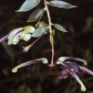 Grevillea mucronulata at undefined - 21 Oct 1996