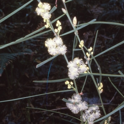 Acacia suaveolens (Sweet Wattle) at Bell Bird Creek Nature Reserve - 5 Jul 1996 by BettyDonWood