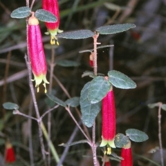 Correa reflexa var. speciosa at Bell Bird Creek Nature Reserve - 5 Jul 1996 by BettyDonWood