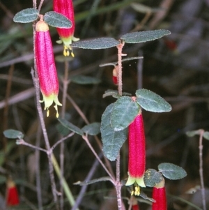 Correa reflexa var. speciosa at Bell Bird Creek Nature Reserve - 5 Jul 1996 12:00 AM